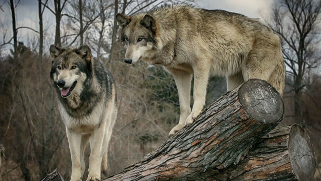 母郊狼惹怒灰狼,被狼群追杀,拼命捡回一条小命!