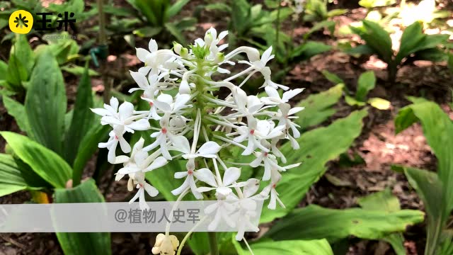 一点植物学之三褶虾脊兰