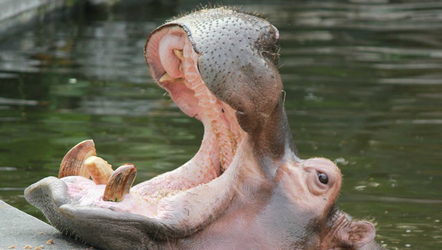 河马的嘴巴有多大,一张口就吞下一个西瓜