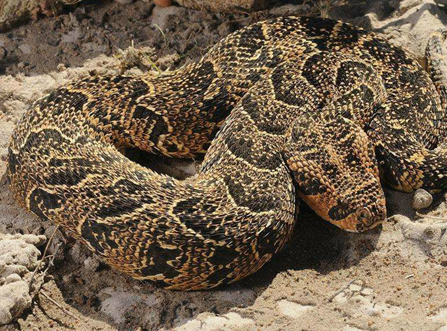 毒蛇王国:蝰蛇的秘密,密集恐惧症谨慎观看!