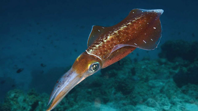 海狮捕食乌贼被喷一嘴墨 谁把灯关了,怎么黑屏了?