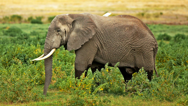 大象的天敌 腾讯网