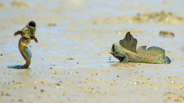 这种鱼爬树的速度,你看都比不了