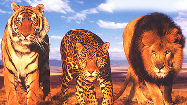 狮虎豹八大战斗力排行:非洲狮排第三,第一的你不一定能猜到!