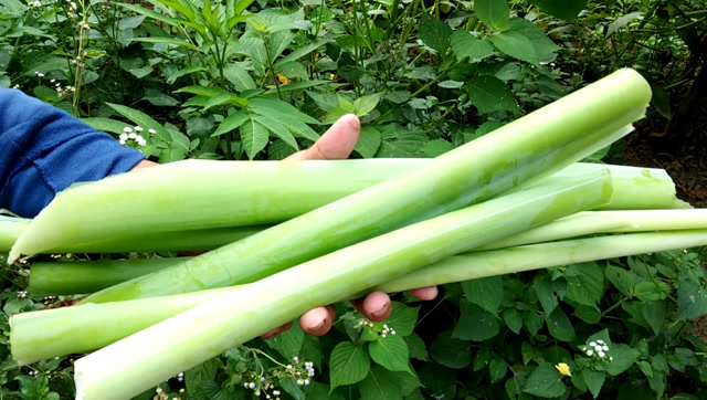 舌尖上的美味:芋荷杆,简单处理一下,味道独特,那口感才叫脆!