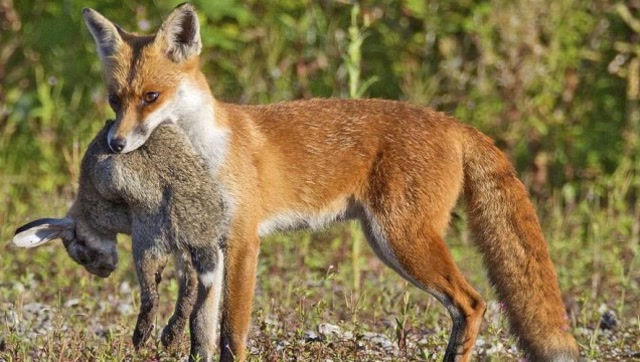 狐狸到底有多聪明?捕猎过程让人大跌眼镜,太狡诈了