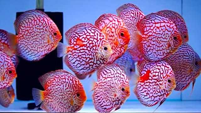 七彩神仙鱼:最漂亮的热带观赏鱼,没有之一,棋盘鸽子!