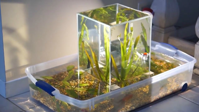 自己动手打造悬浮鱼缸,鱼儿好似漂在半空一般!