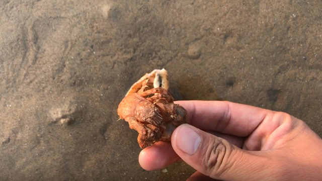小斗赶海捡到一只脱壳寄居蟹!