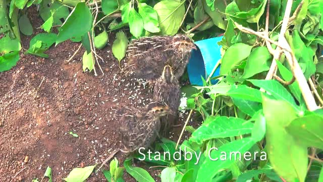 柬埔寨小哥地里挖个洞用鸟鸣声诱捕鹌鹑令人服气