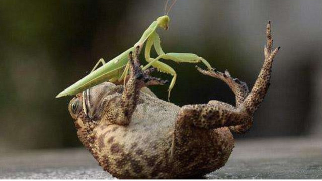 螳螂打架,青蛙本想偷吃,没想到却发生了让它后悔终生的事情!