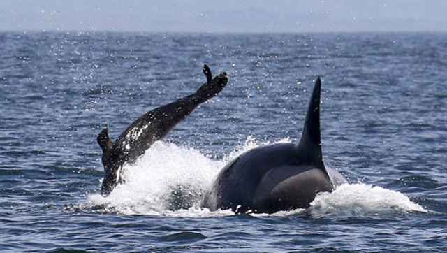 一群虎鲸同时看上一头海狮,大战一触即发