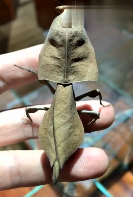 眼镜蛇枯叶螳的拟态简直无敌,身上的纹路跟枯叶一样,大开眼界