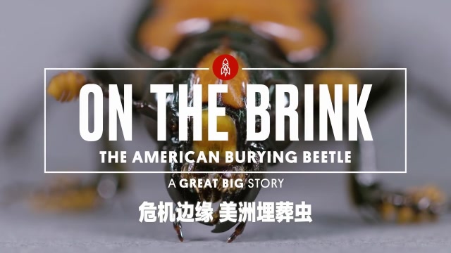看起来到处都有的埋葬虫在美国的几个州已经不见踪迹了
