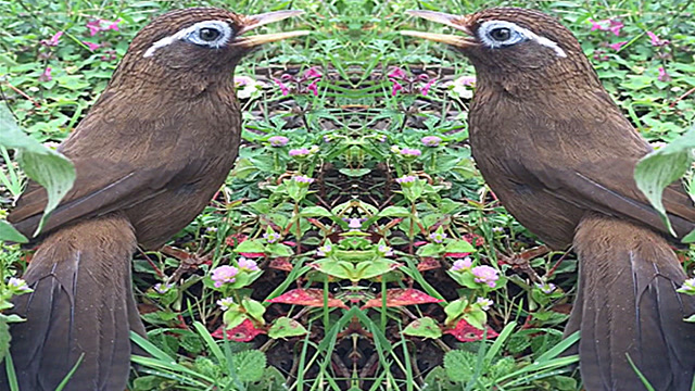 画眉鸟:这只"能打能唱"的青眼画眉,你看着还顺眼不?