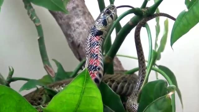 这种蛇有毒腺和毒牙,但却不是毒蛇!