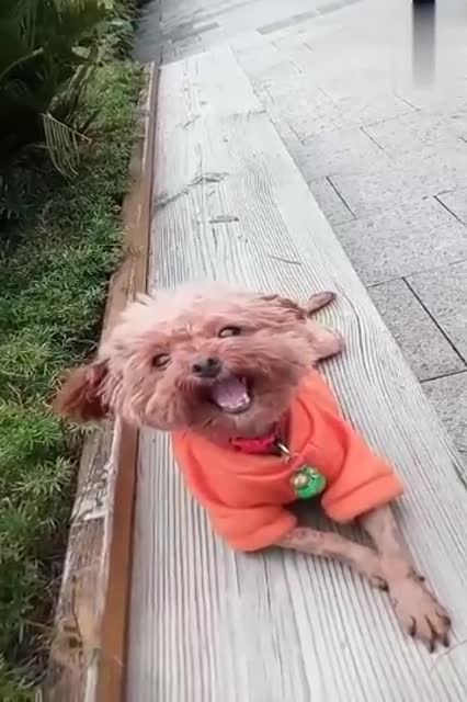 可爱小萌宠,平时乖乖的,不想跳起舞来蛮有范儿的,还真得劲儿