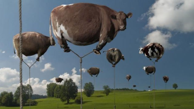 真吹牛,牛能在天上飞?美国遇龙卷风侵袭,牛被吹上天