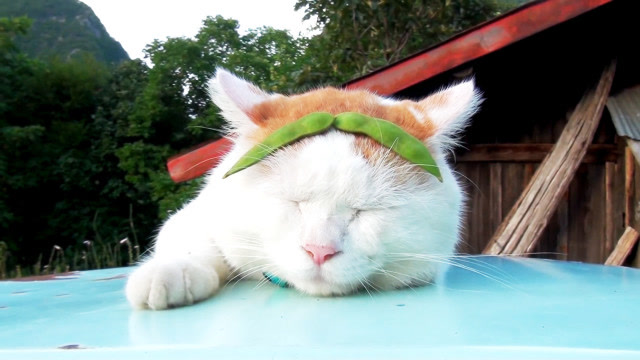 猫大叔好爱臭美啊,居然把毛豆当眉毛贴在脸上