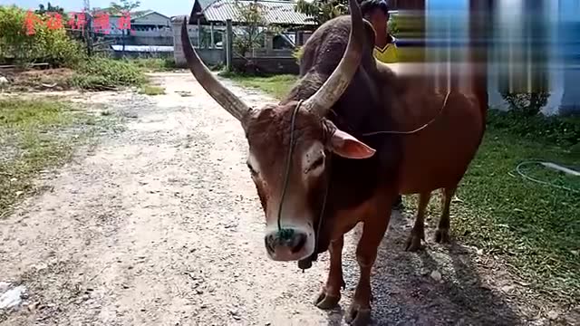 为何这头牛如此兴奋,牛牛一直在甩尾巴!
