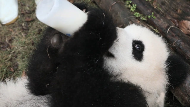 熊猫宝宝抱着奶瓶喝奶,发出跟婴儿一样的奶音!奶味太足,把人萌醉