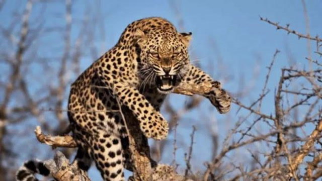 花豹以为和狮子是朋友,可就为了一只猴子关系断绝