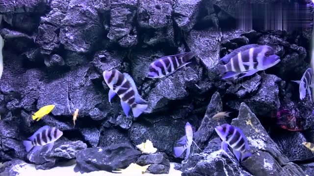 网友的萨伊蓝布隆迪六间混养缸,水清鱼靓来形容一点不为过吧!