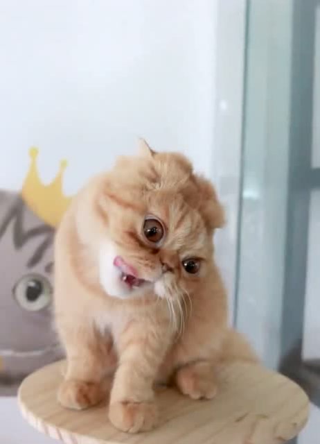 猫咪带上金箍太魔性了,笑掉大牙!