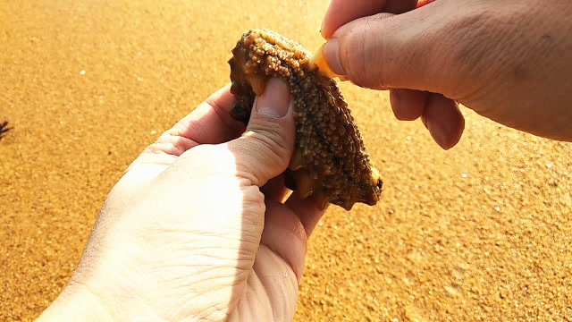 赶海捡到的肥嘟嘟海参,小哥却对着肚子划上几下,这是做什么?