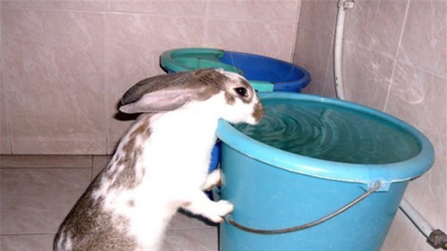 为啥兔子只要一喝水,就会如同喝毒药立刻断肠而亡?看涨知识了!