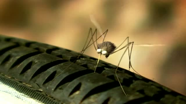 无敌破坏王蚊子,这钢铁嘴,连轮胎都扎破了!