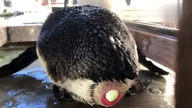 珍贵企鹅下蛋视频,这蛋可真大真诱人啊!煮着吃很不错!