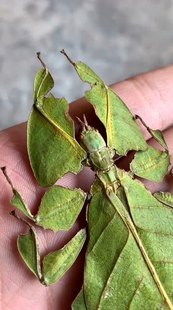 拟态昆虫叶修就像螳螂穿上了吉利服