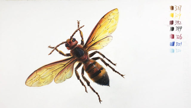 彩铅画小蜜蜂的画法 彩铅视频教程昆虫蜜蜂的绘画全过程 小雪彩铅