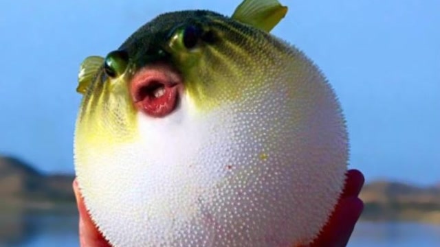 用针扎一下气鼓鼓的河豚它会像女朋友一样爆炸吗一起来见识下