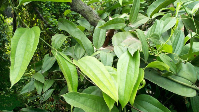 茯苓草有哪些功效与作用?你了解吗?
