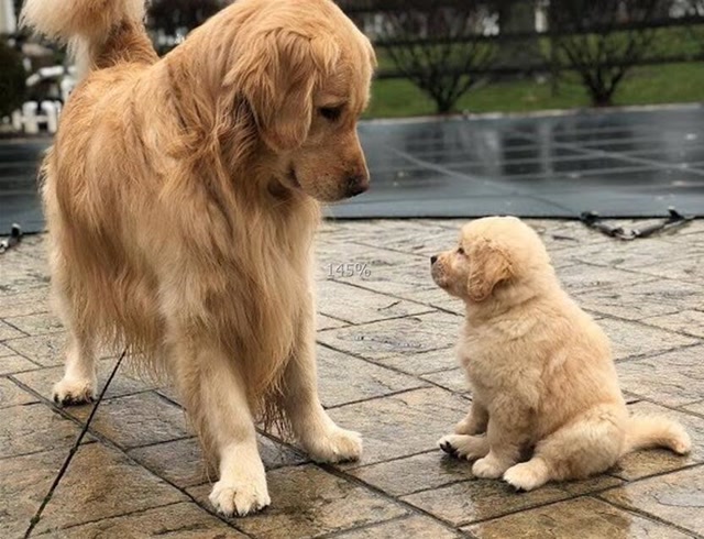 趣味小动物:小狗狗和妈妈在一起