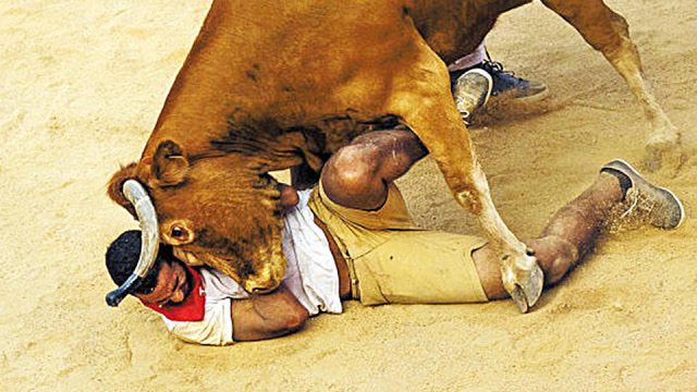 这群人不要命了?为了过个节,被牛踩死也在所不惜!