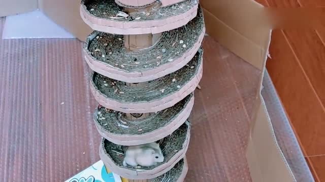 小仓鼠的智商这么高一米高的滑梯玩的来去自如厉害