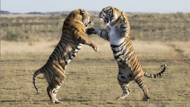 王对王决斗!2只老虎超凶猛搏斗,彪悍得不得了,谁是最后赢家?