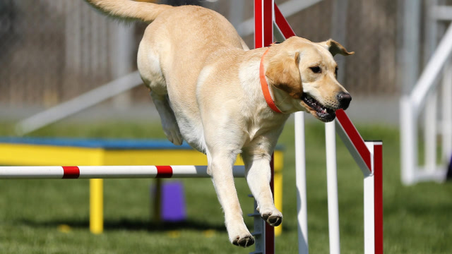 这种狗竟然会跳绳,技术还非常好,这应该是世界上最聪明的狗啦