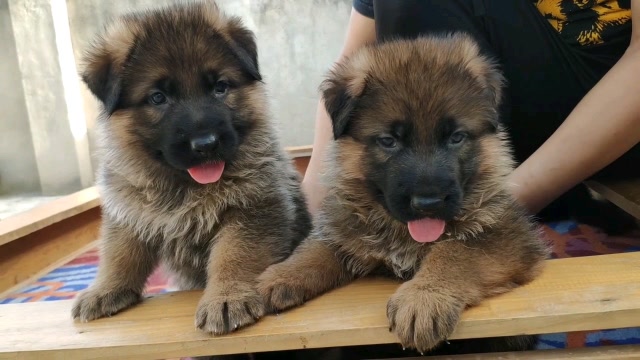 狼灰色的德牧 见过吗