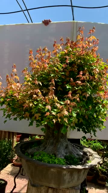 多年的老桩三角枫精品枫树