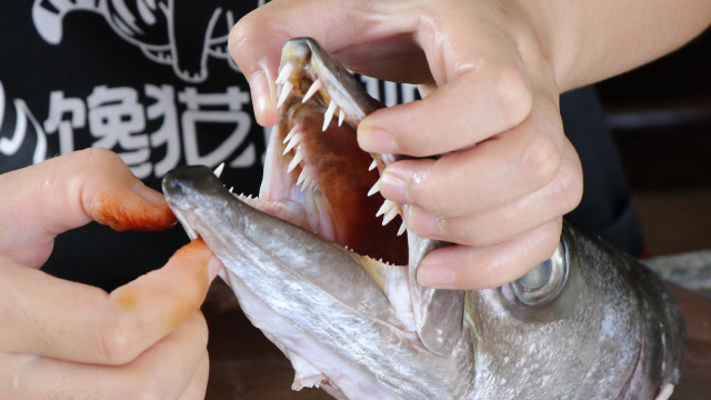 姑娘钓了一条海狼鱼,教您生啫鱼头煲好吃的做法,鱼肉鲜美嫩滑