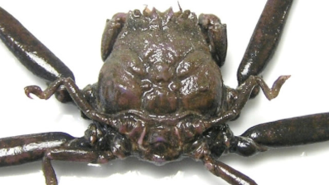 男子海边发现"人脸螃蟹",长相非常奇特,老渔民一眼识破真相!