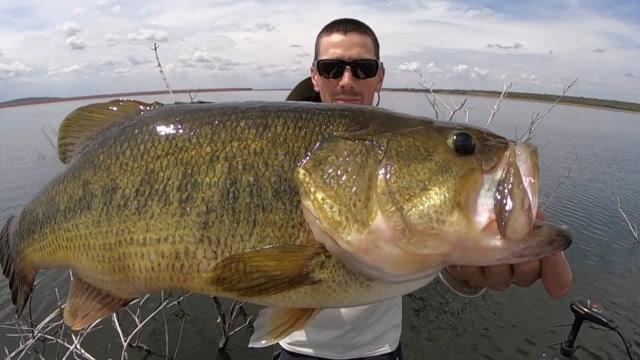 鲈鱼入侵非洲胖成球,如今已经来到广东扎根,恐成下一个小龙虾