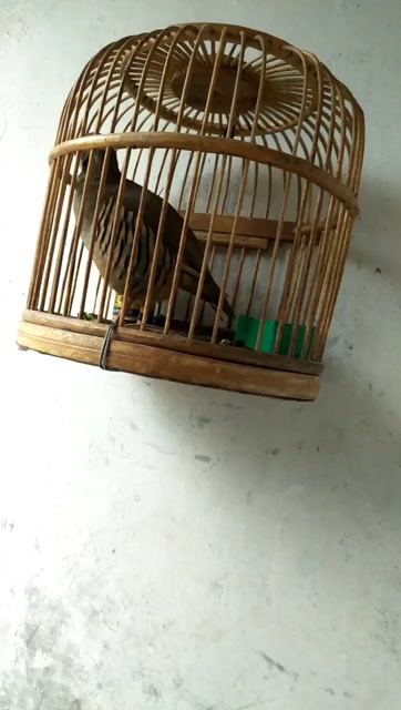 大庄 安豪尕拉鸡 叫声