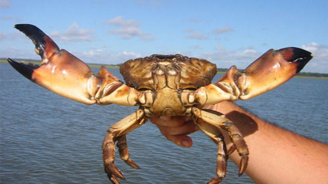 美国石头蟹只吃蟹钳,被渔民扭断钳子扔回大海,还能活下去吗?