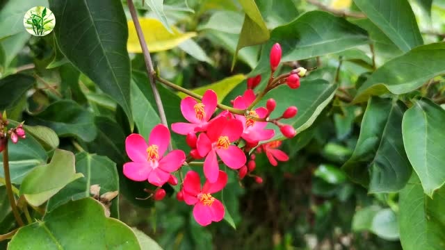 一朵小花不起眼,一树琴叶樱开花就是美景