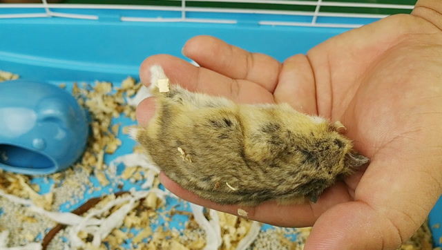 养了半年的宠物仓鼠死掉了头都被另一只仓鼠咬掉了一半太惨了